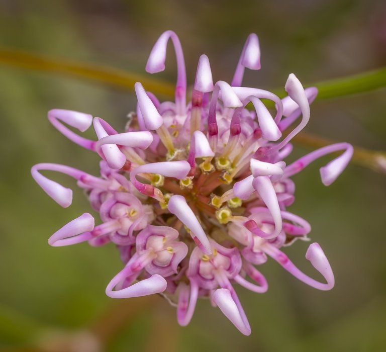 KPG_Flowers_Bracted Grevillea