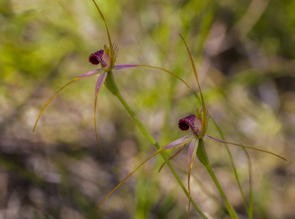 Bushland and wildflowers Image