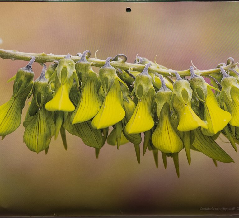 Friends of Kings Park 2026 calendar now available Image
