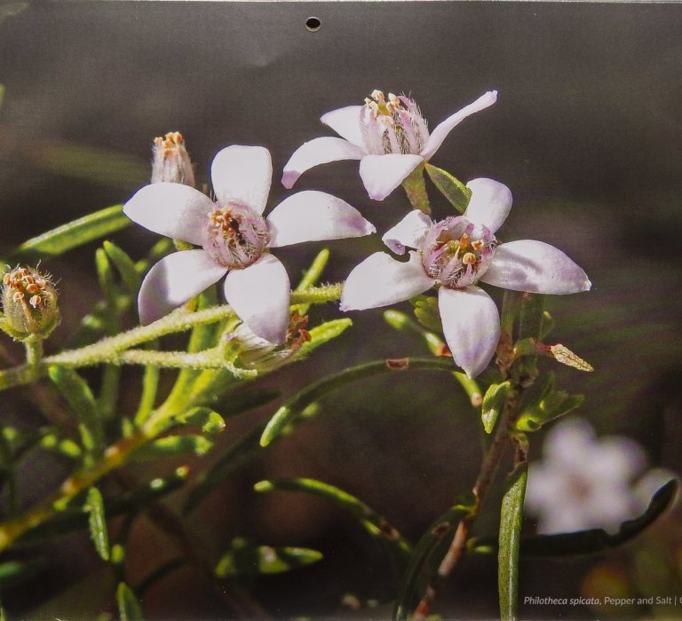 Friends of Kings Park 2026 calendar now available Image