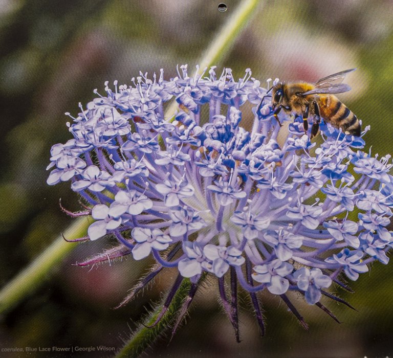 Friends of Kings Park 2026 calendar now available Image