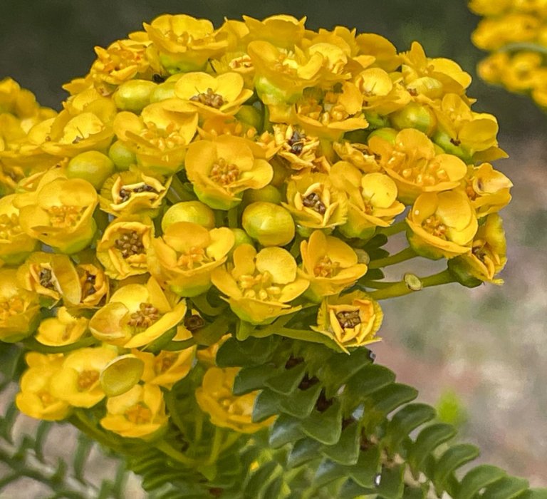 Guides’ plant of the month for December Image