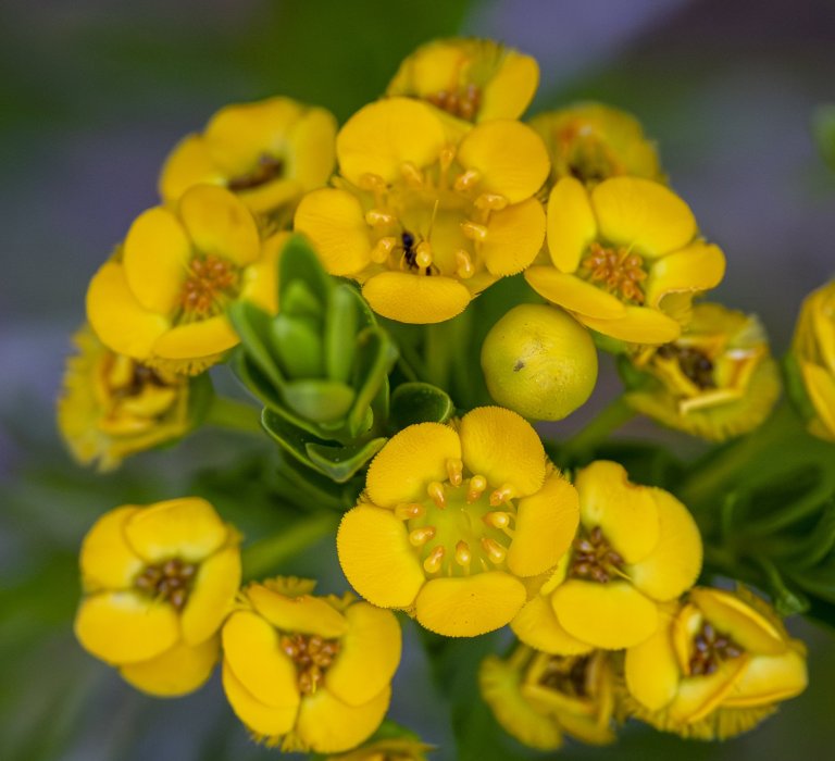 Guides’ plant of the month for December Image