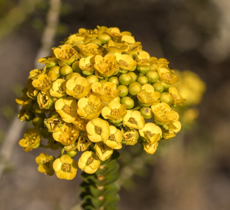 Guides’ plant of the month for December Image