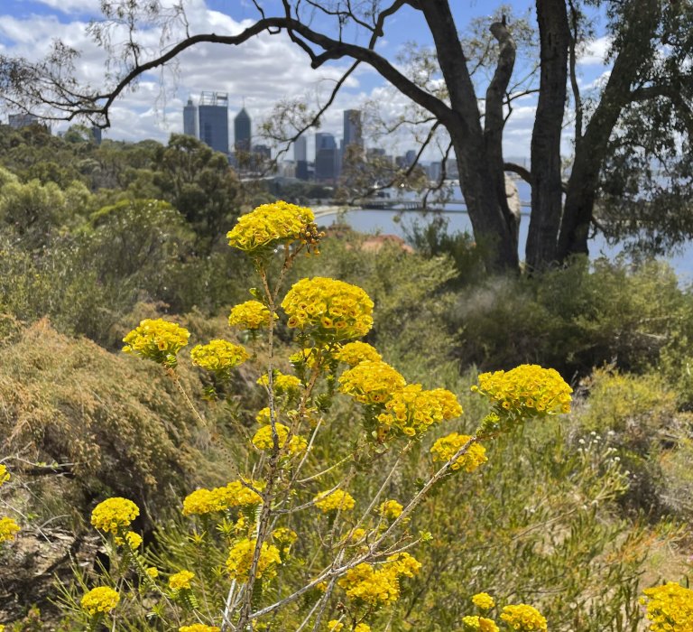 Guides’ plant of the month for December Image