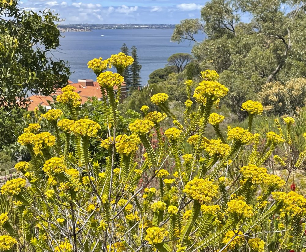 Guides’ plant of the month for December Image