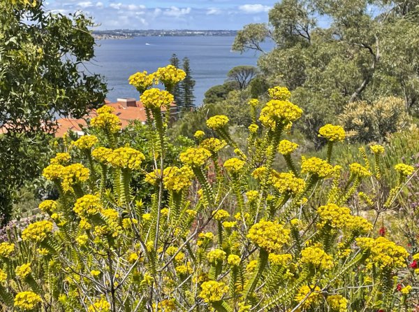 Guides’ plant of the month for December Image