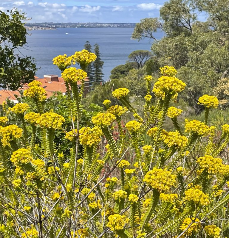 Guides’ plant of the month for December Image