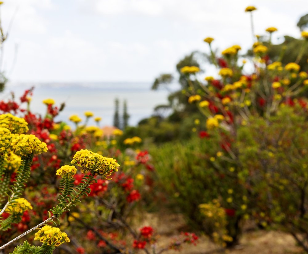 Treading Softly: Mindfully Meeting Nature in Kings Park Image