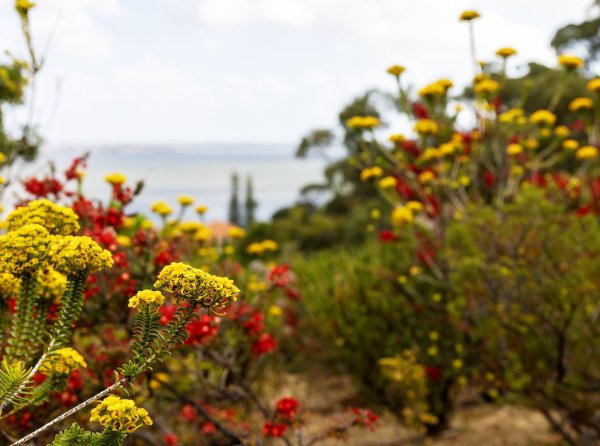 Treading Softly: Mindfully Meeting Nature in Kings Park Image