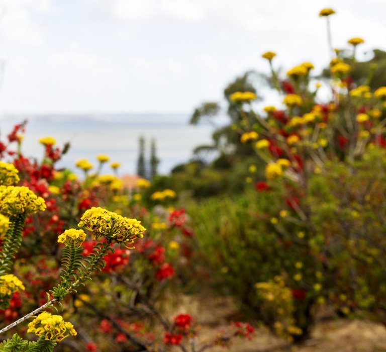 KPVG-Flowers-Cooloomia Verticordia