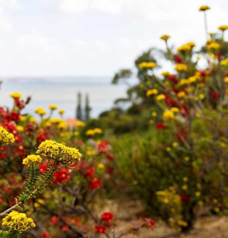 Treading Softly: Mindfully Meeting Nature in Kings Park Image
