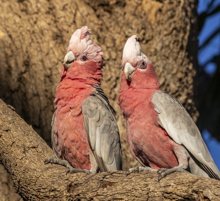 Birds of Kings Park Image