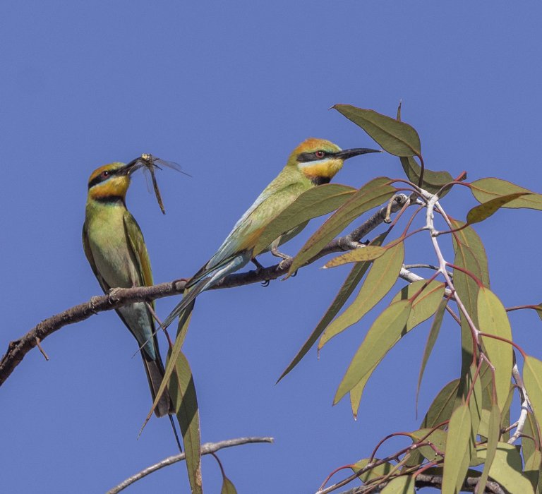 Celebrate Western Australia’s unique wildflowers this Spring Image