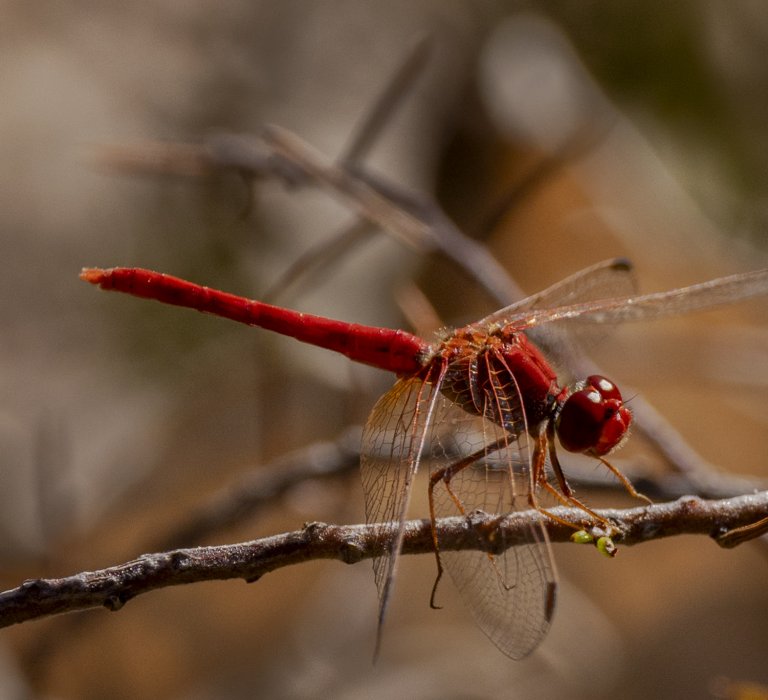 Season’s Greetings from Kings Park Guides Image