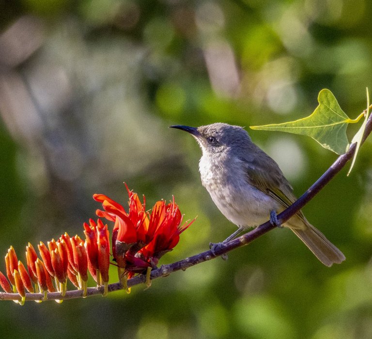 Guides’ plant of the month for January Image