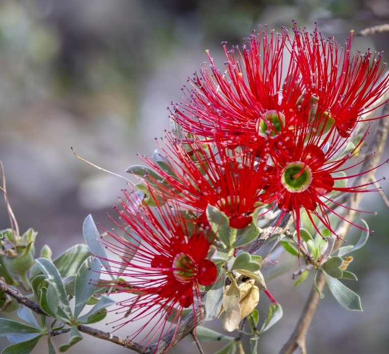 Season’s Greetings from Kings Park Guides Image