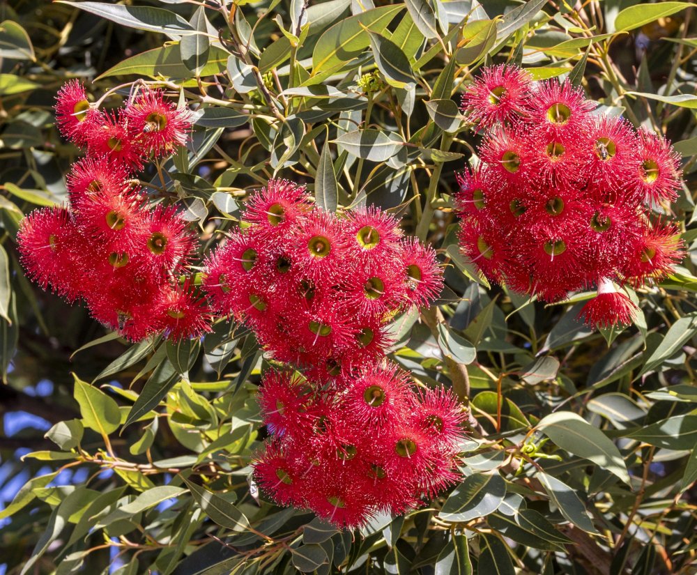 Season’s Greetings from Kings Park Guides Image