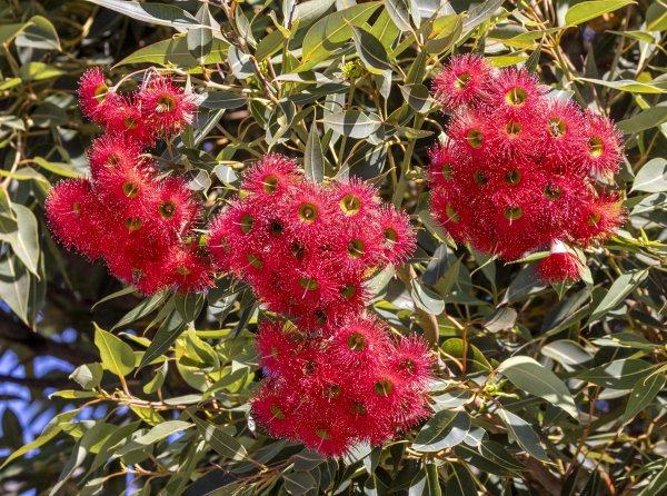 Season’s Greetings from Kings Park Guides Image