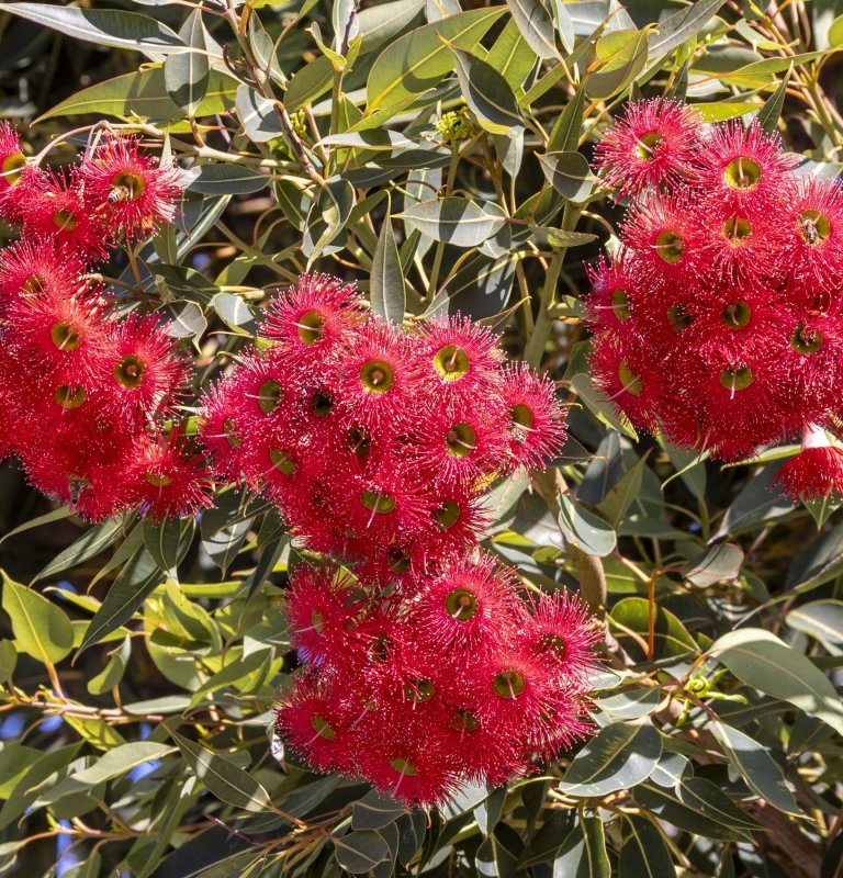 Season’s Greetings from Kings Park Guides Image