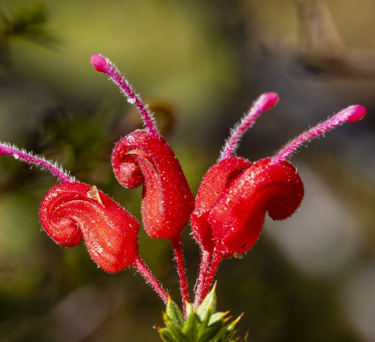 Season’s Greetings from Kings Park Guides Image