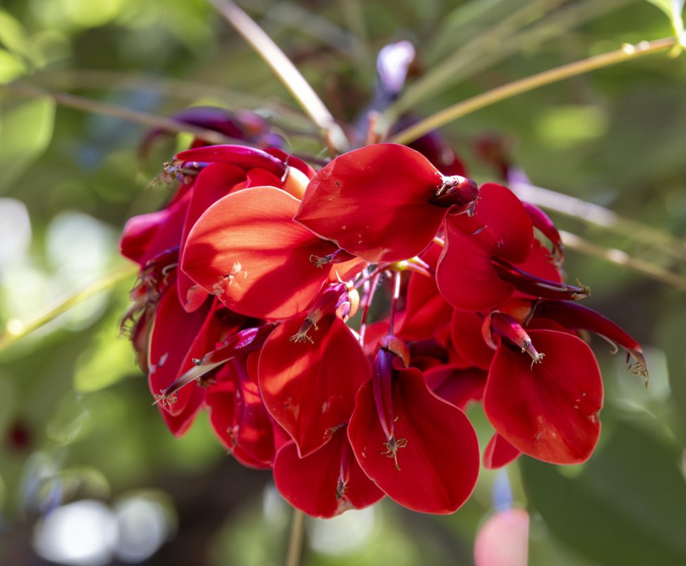 Guides’ plant of the month for January Image