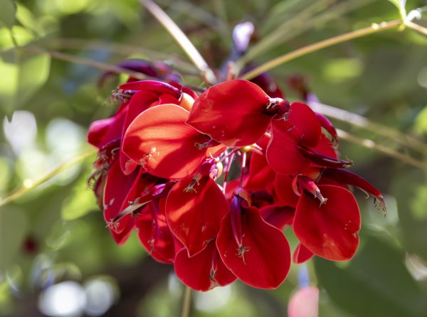 Guides’ plant of the month for January Image