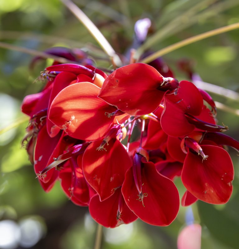 Guides’ plant of the month for January Image