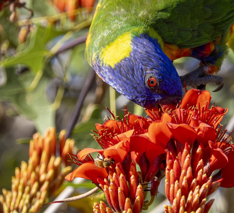 Guides’ plant of the month for January Image