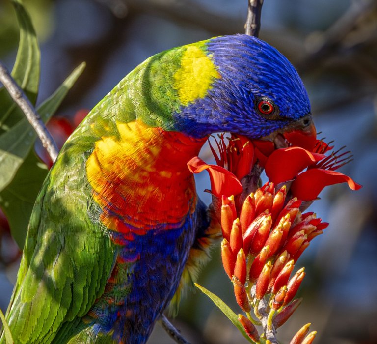 Guides’ plant of the month for January Image