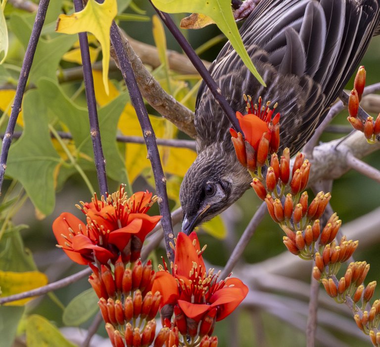 Guides’ plant of the month for January Image