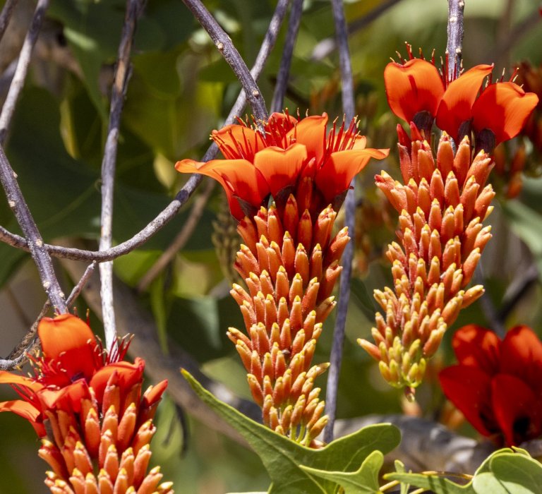 Guides’ plant of the month for January Image