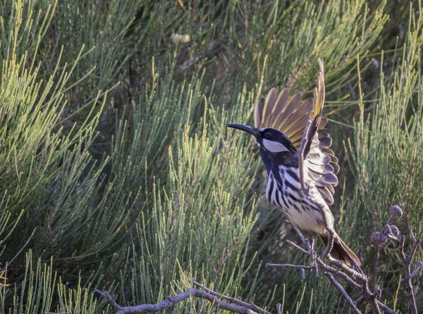 Discover Kings Park Image