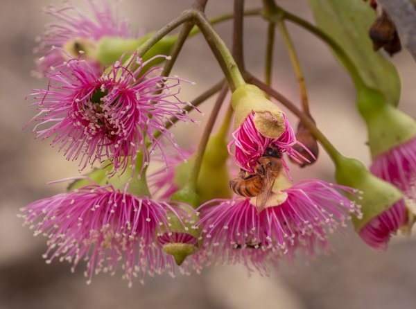 Discover Kings Park Image