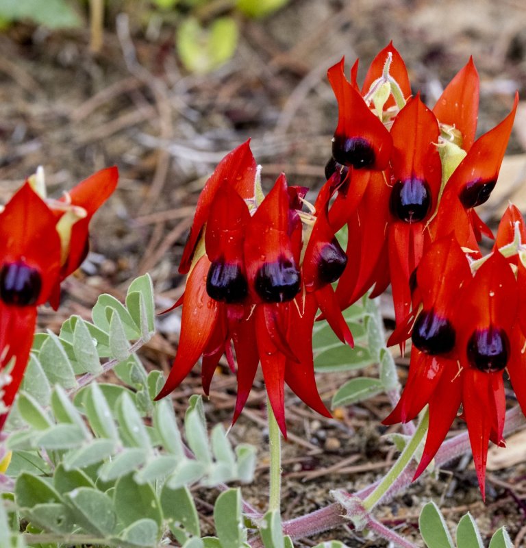 Explore the highlights of Kings Park with our Guides Image