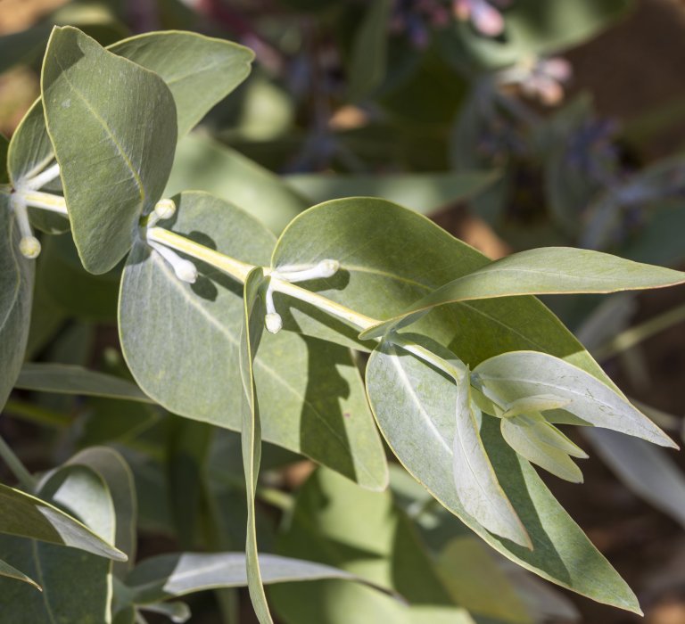 Guides’ plant of the month for February Image