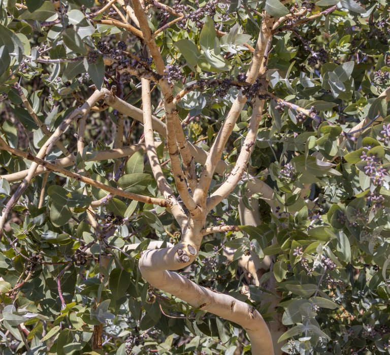 Guides’ plant of the month for February Image