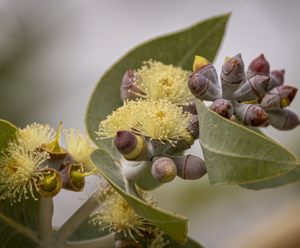 Guides’ plant of the month for February Image