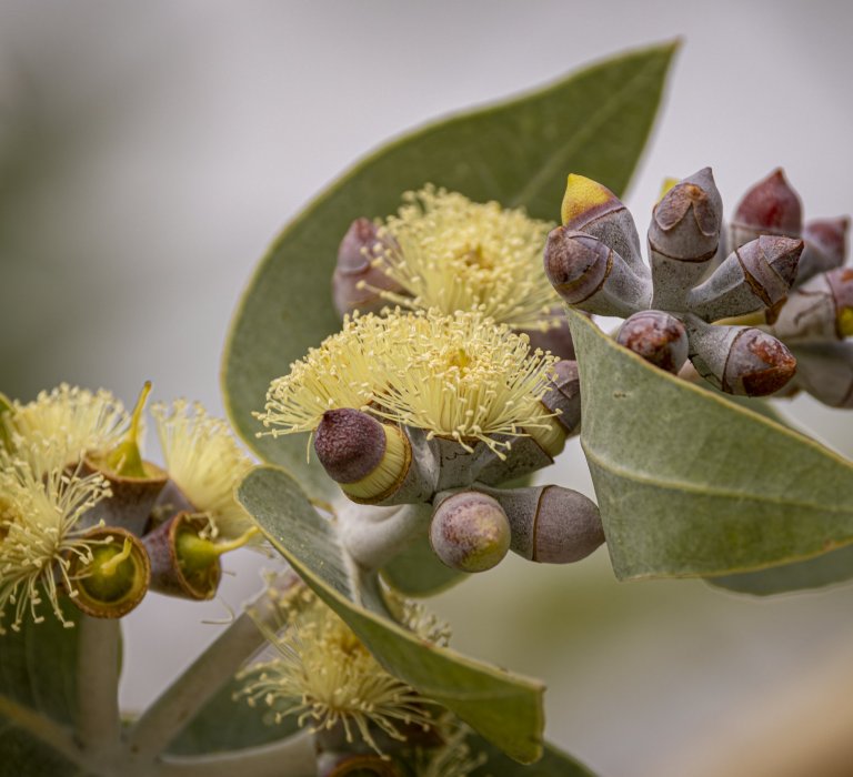 Guides’ plant of the month for February Image
