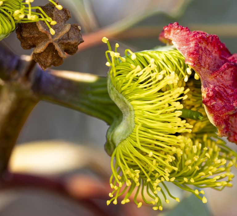 Guides’ plant of the month for March Image