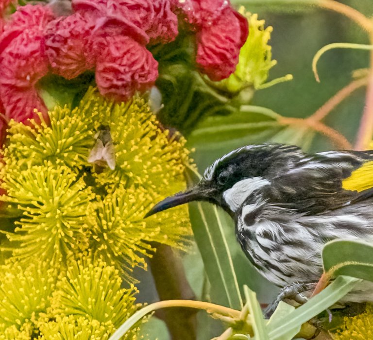 Guides’ plant of the month for March Image
