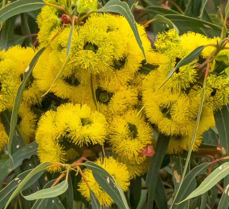 Guides’ plant of the month for March Image