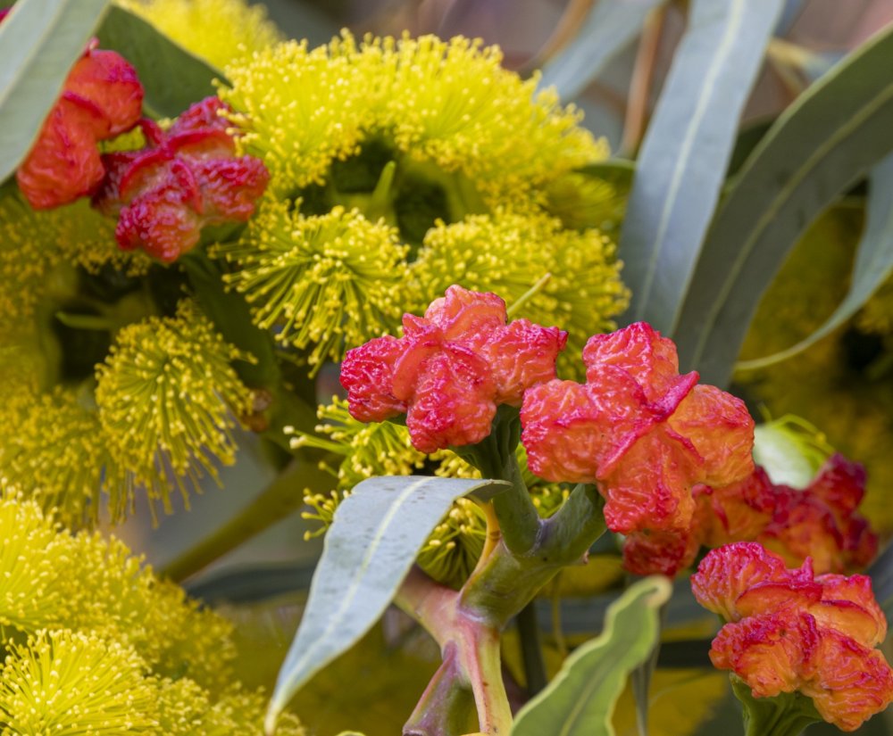Guides’ plant of the month for March Image