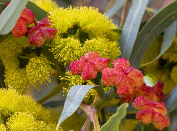 Guides’ plant of the month for March Image