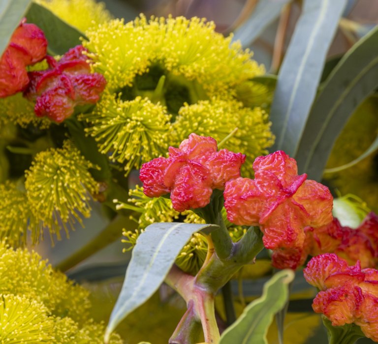 Guides’ plant of the month for March Image