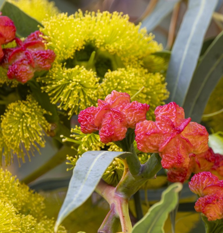 Guides’ plant of the month for March Image
