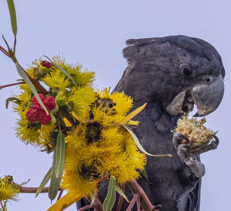Guides’ plant of the month for March Image