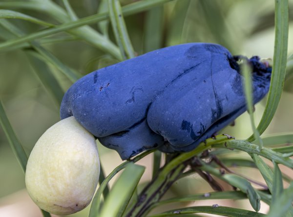 Beyond Flowers Image