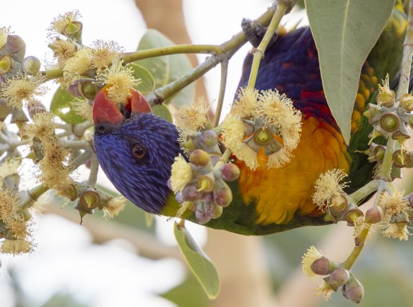 Birds and Fauna Image