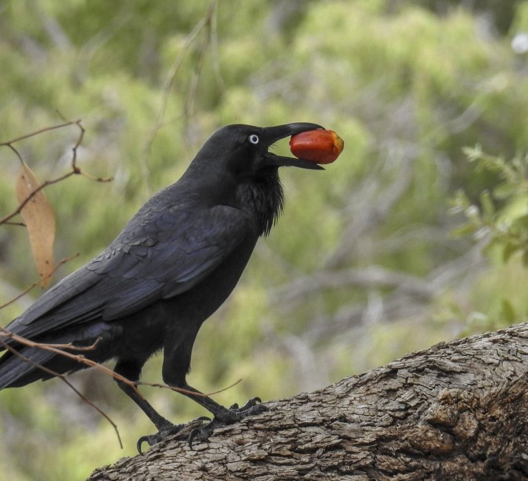 Celebrate National Eucalypt Day! Image